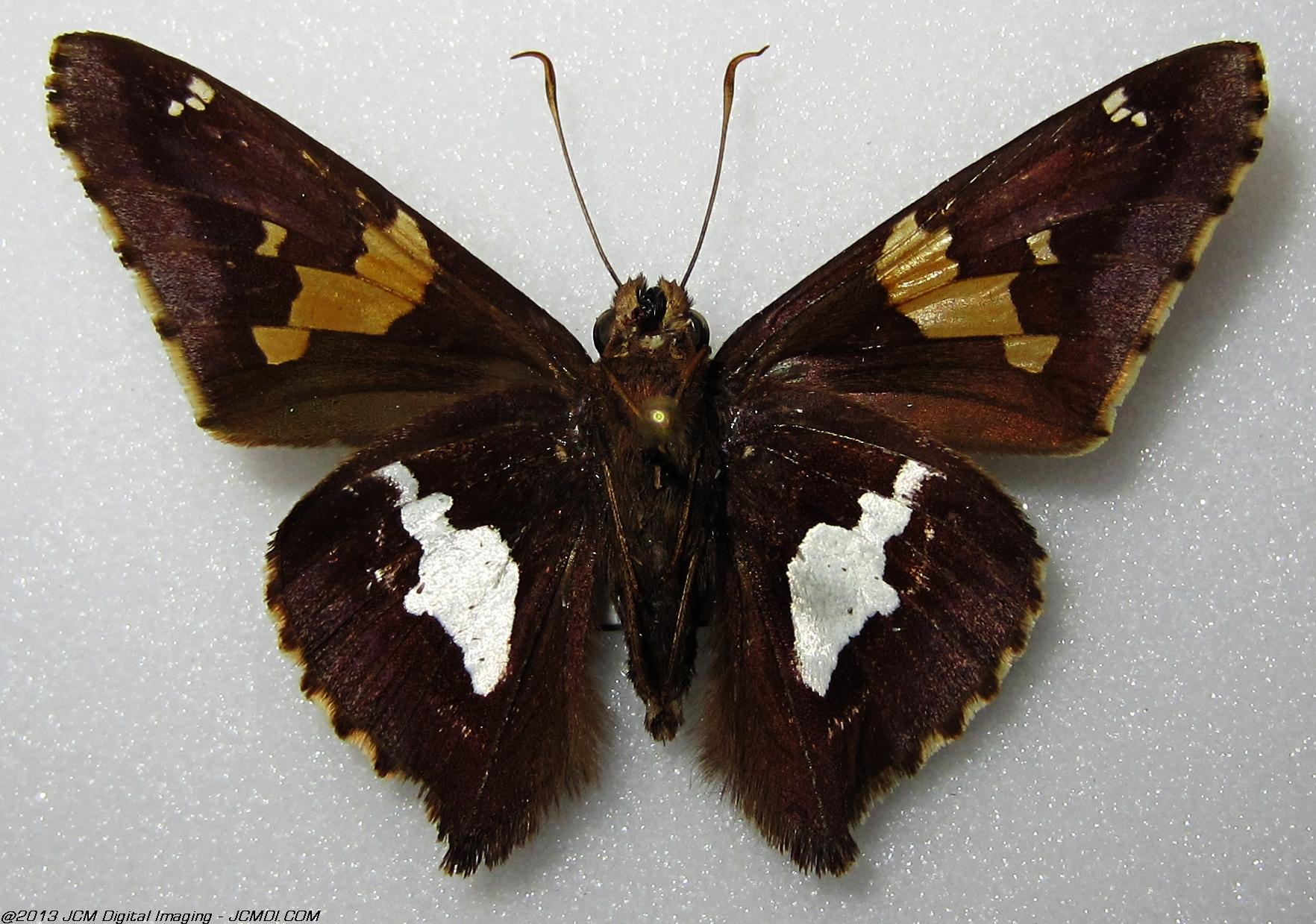 Unidentified Skipper